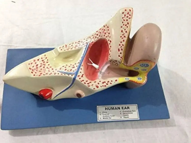 Model Human Ear