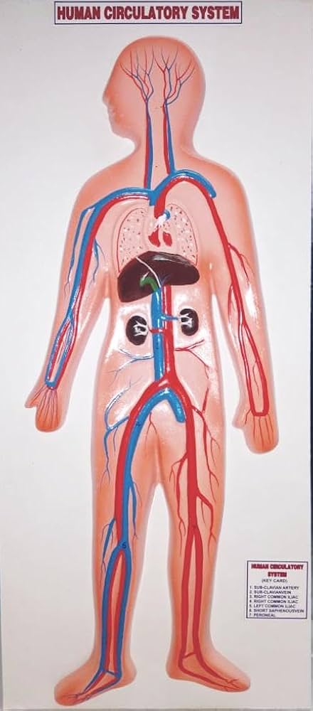 HUMAN CIRCULATORY SYSTEM MODEL