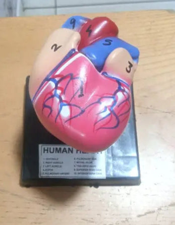 Model of the human heart