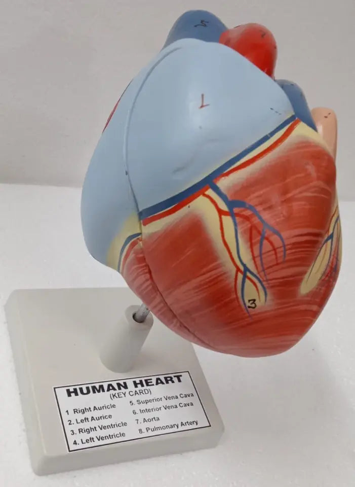 Model of the human heart