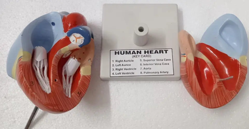 Model of the human heart