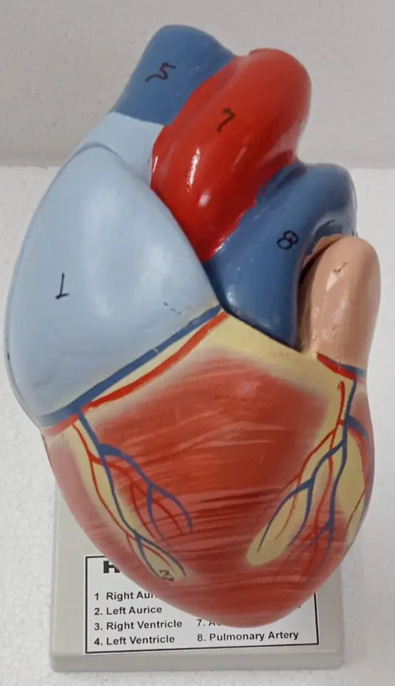 Model of the human heart