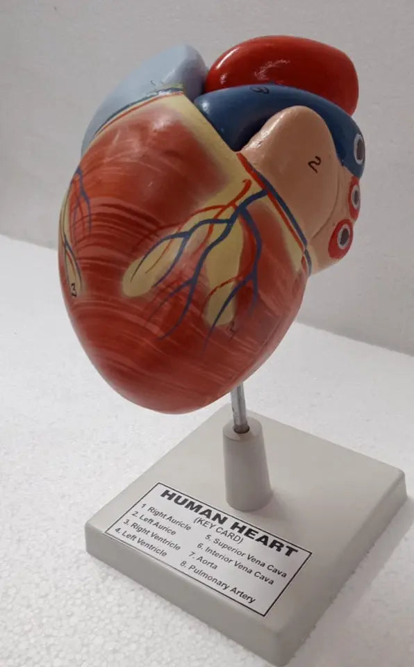 Model of the human heart