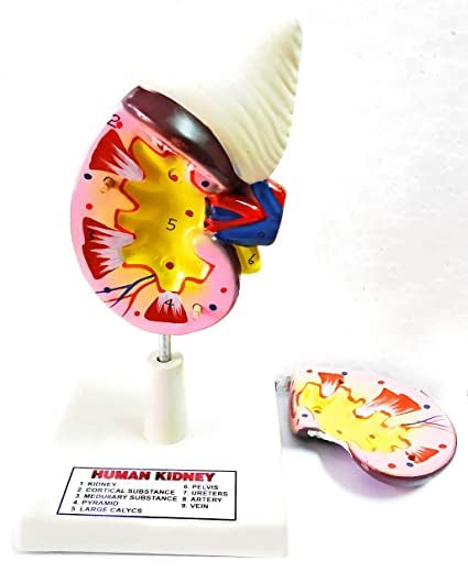 Kidney model