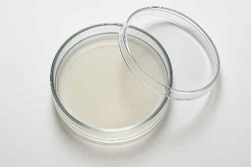 petri dish