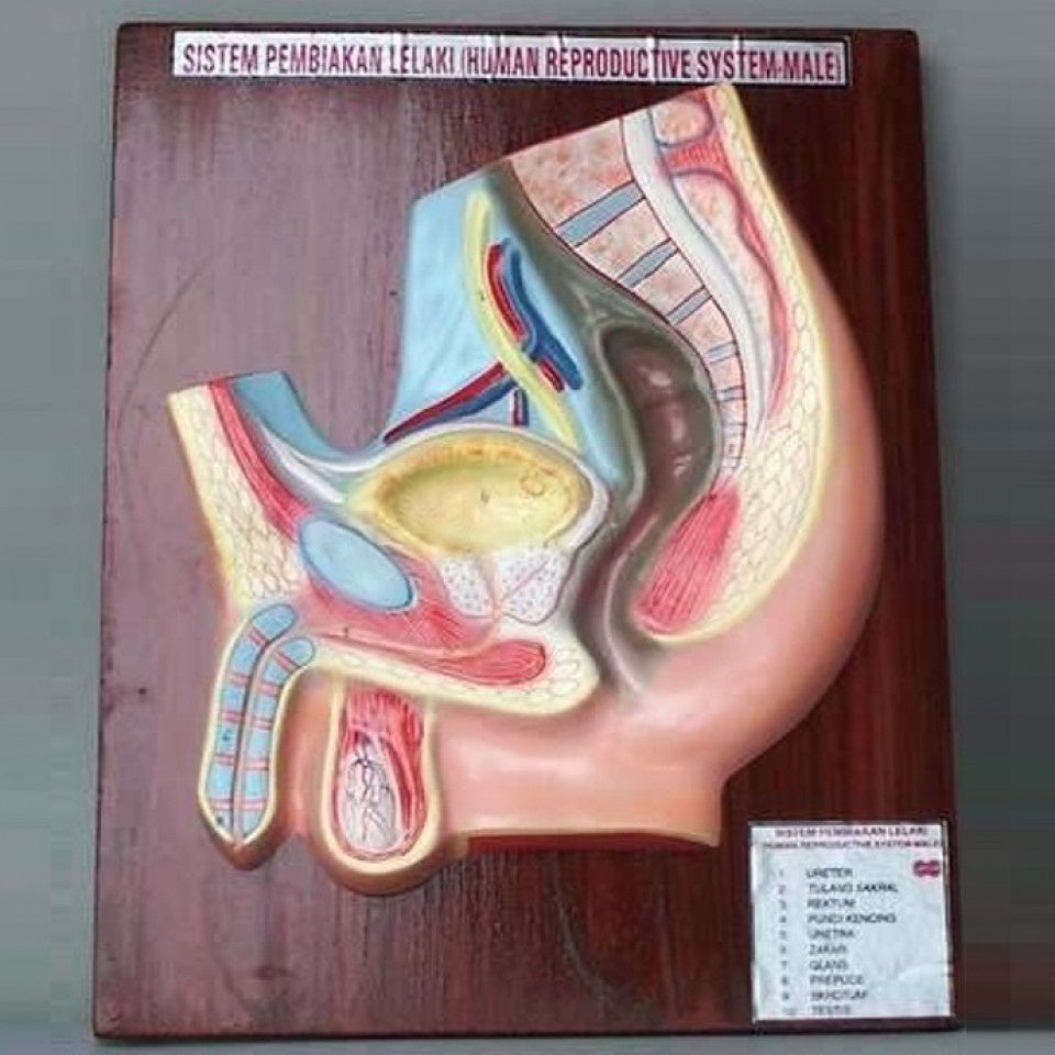 HUMAN REPRODUCTIVE SYSTEM MODEL(MALE)