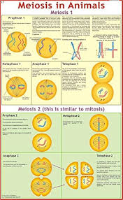 CHART MEOSIS IN ANIMALS 75X100CM | Professional Laboratory Equipment | Scientific Supplies