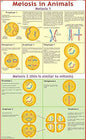 CHART MEOSIS IN ANIMALS 75X100CM | Professional Laboratory Equipment | Scientific Supplies