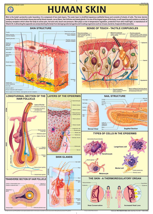 CHART SKIN 70X100CM | Professional Laboratory Equipment | Scientific Supplies