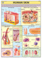 CHART SKIN 70X100CM | Professional Laboratory Equipment | Scientific Supplies