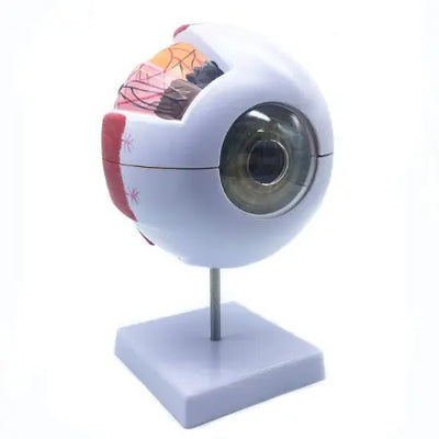 Human Eye Eyeball Model