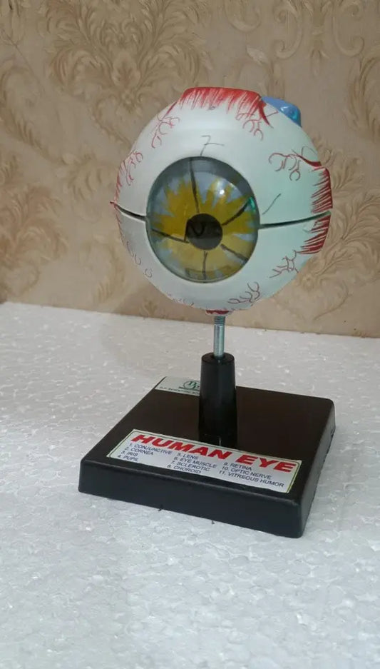 Human Eye Eyeball Model