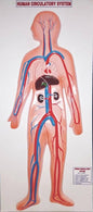 HUMAN CIRCULATORY SYSTEM MODEL