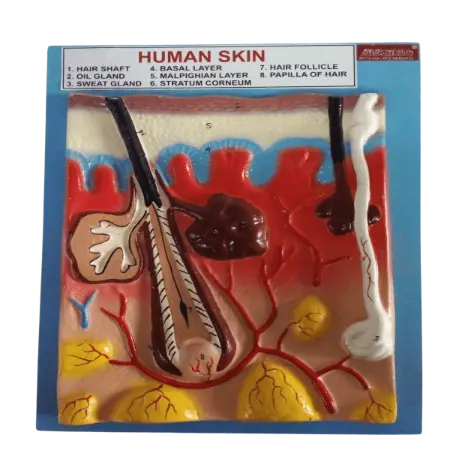 HUMAN SKIN MODEL