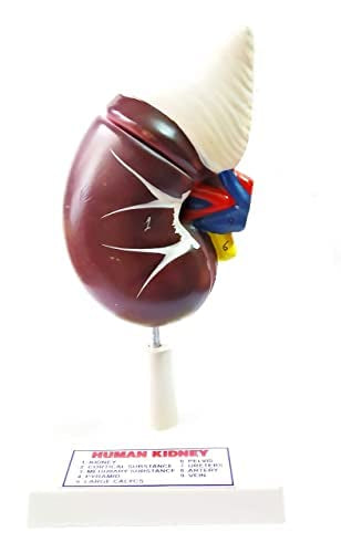 Kidney model
