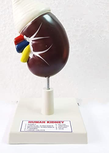 Kidney model
